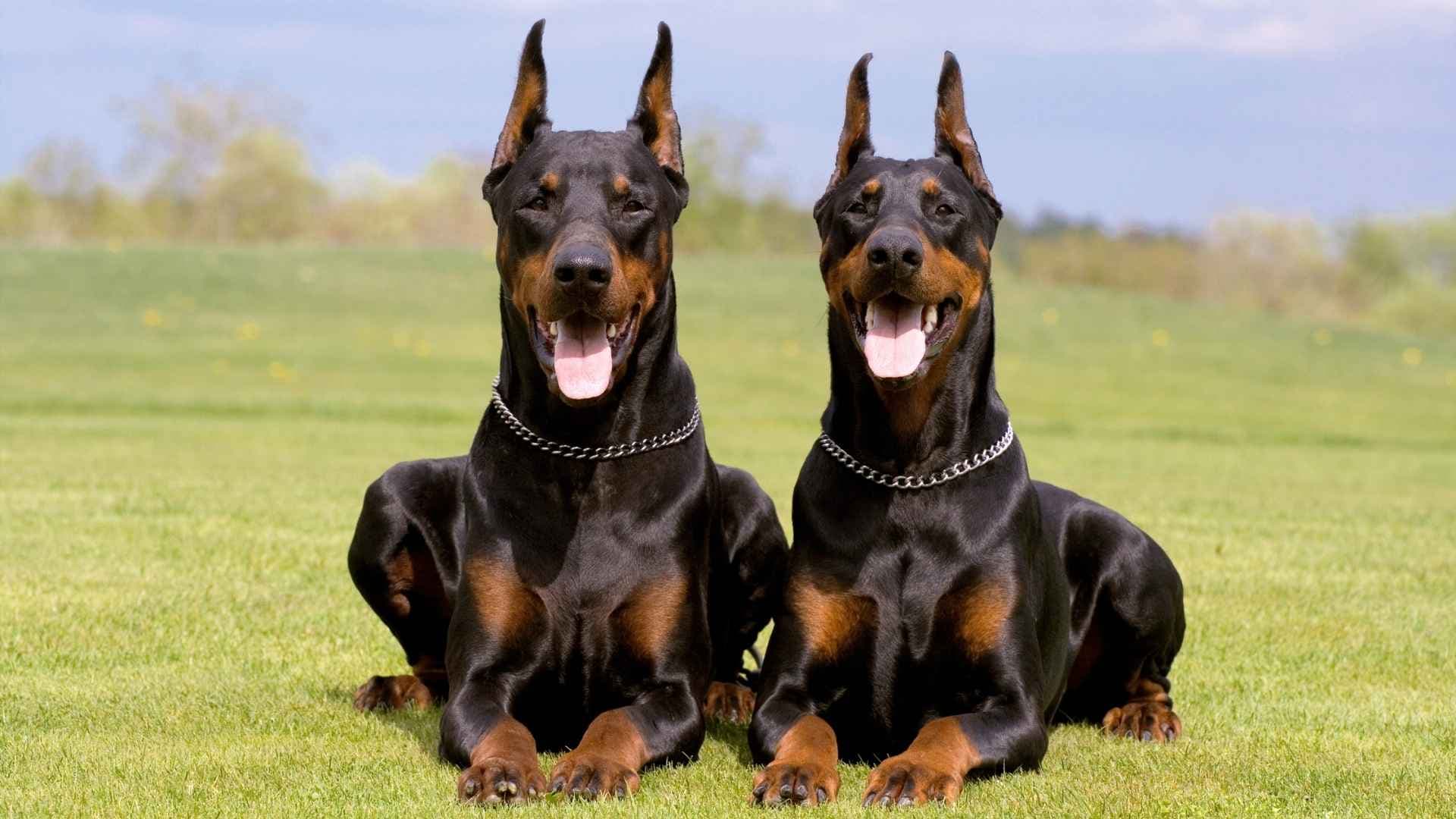 Razas de Perros Peligrosos: Lista Completa y Recomendaciones
