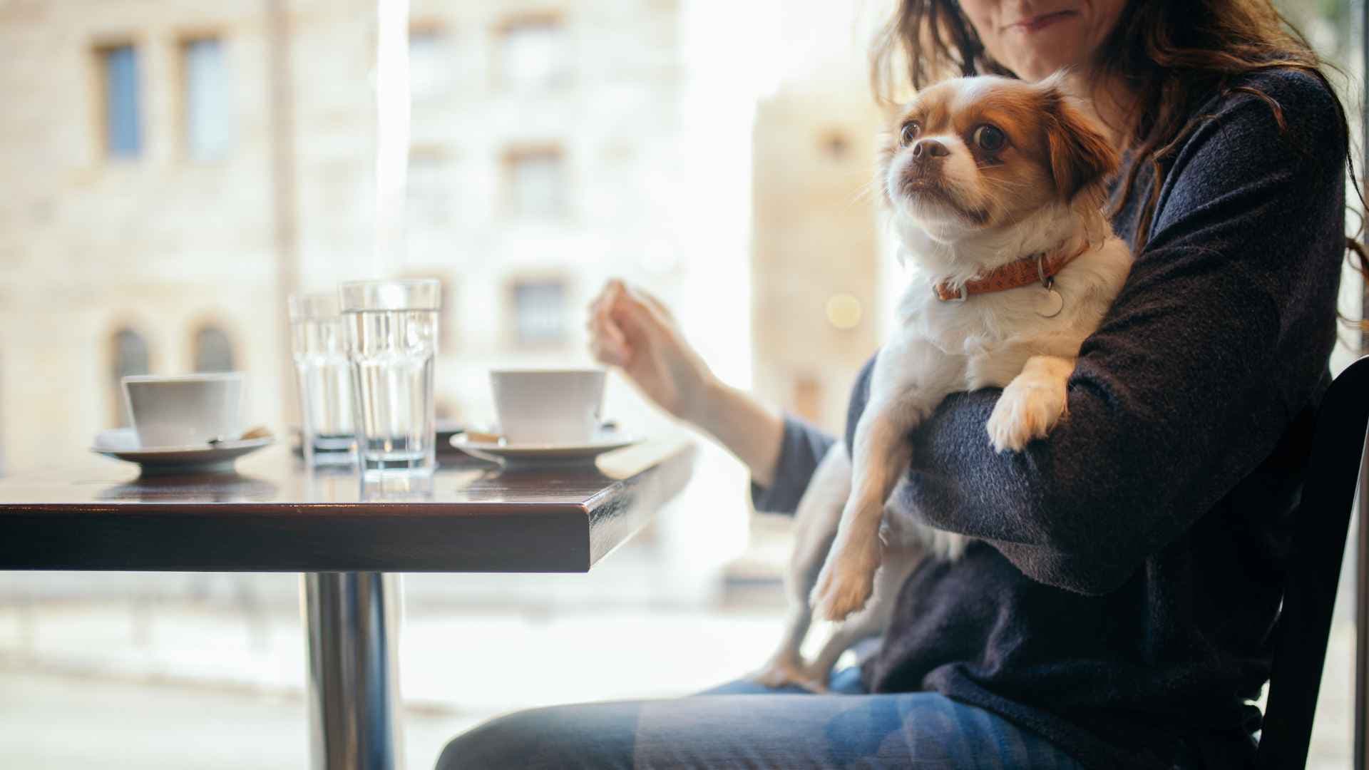 Restaurantes pet friendly en Viña del Mar: recomendaciones para una salida diferente