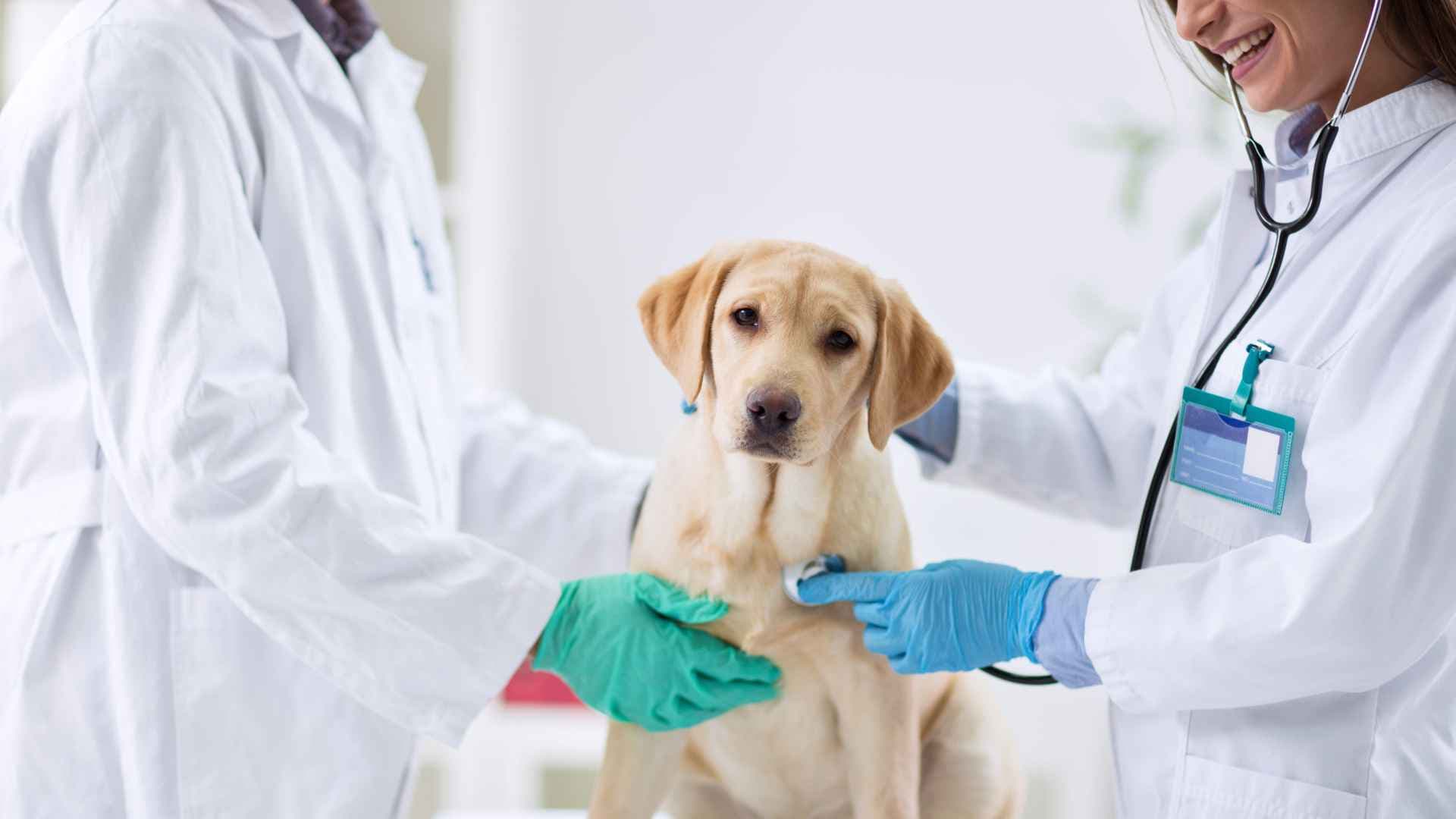 Veterinarias Pedro Aguirre Cerda: Direcciones y Contactos