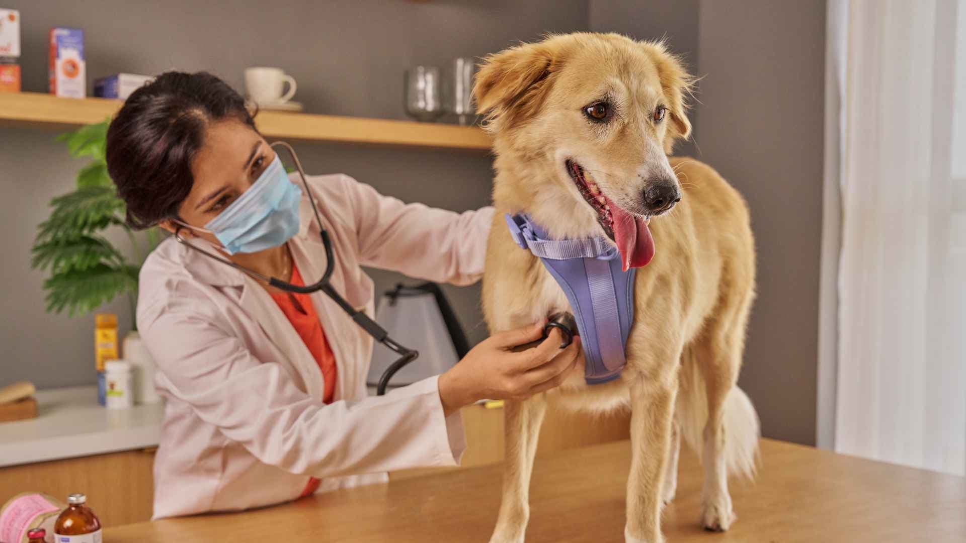 Veterinarias baratas en Santiago: guía para encontrar atención accesible