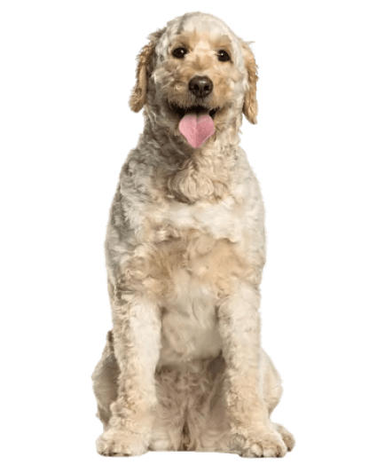 Leal y encantador, el Labradoodle: un compañero versátil.