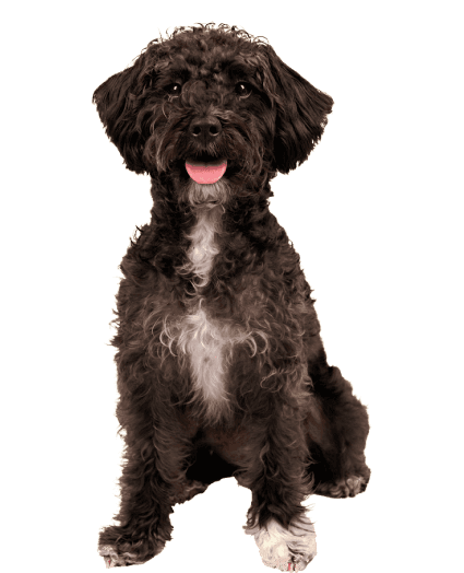 Un encantador híbrido de Schnauzer y Caniche, perfecto para cualquier aventura
